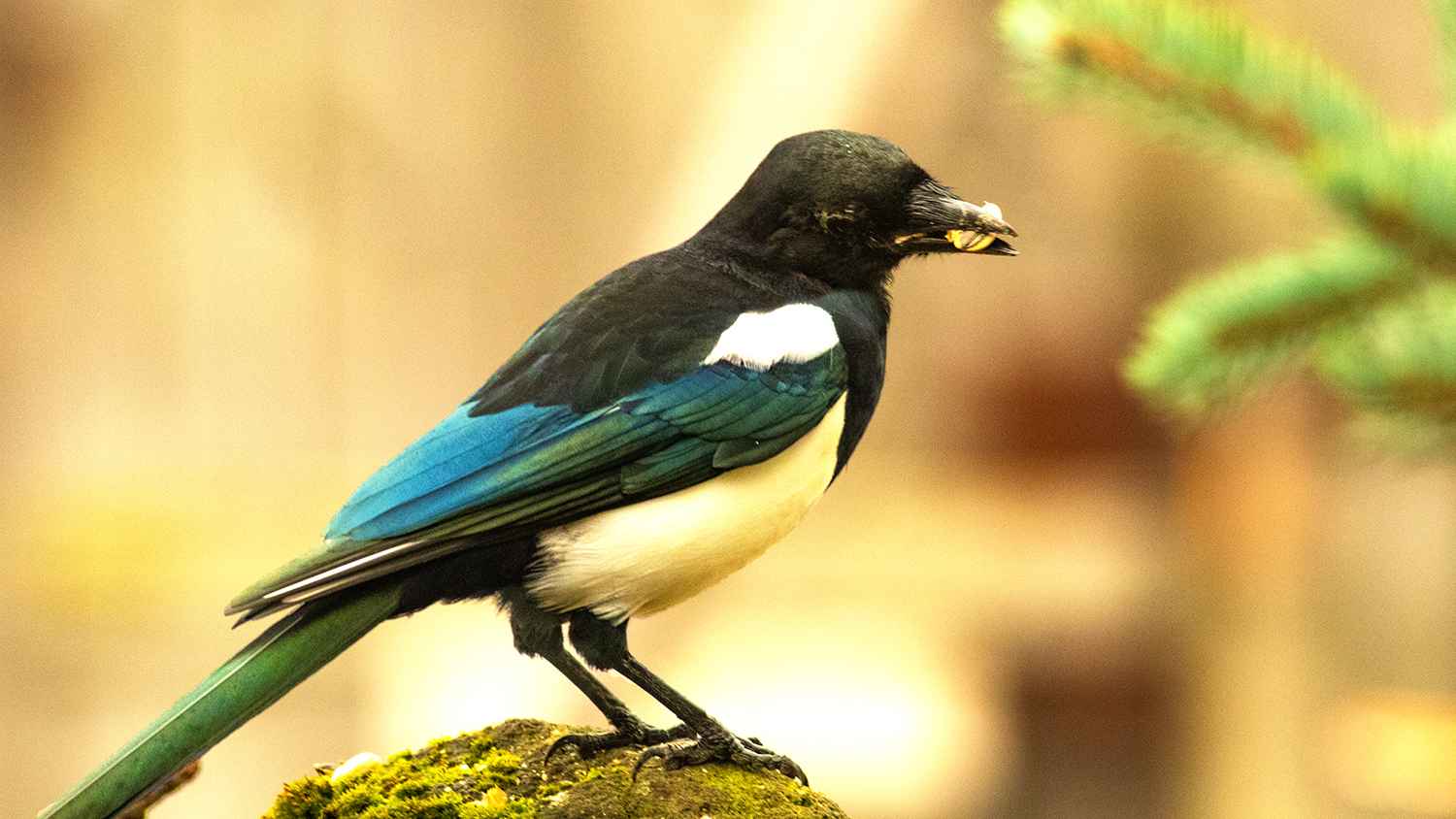 Eurasian Magpie